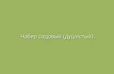 Чабер садовый (душистый), описание и лечебные свойства чабера, применение в народной медицине и лечение