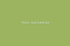 Как применяют сирень для приготовления отвара