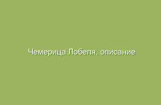 Чемерица Лобеля, описание и лечебные свойства чемерицы, применение в народной медицине и лечение