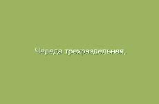 Череда трехраздельная, описание и лечебные свойства череды, применение в народной медицине и лечение