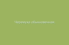 Черемуха обыкновенная, описание и лечебные свойства черемухи, применение в народной медицине и лечение