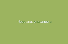 Черешня, описание и лечебные свойства черешни, применение в народной медицине и лечение черешней