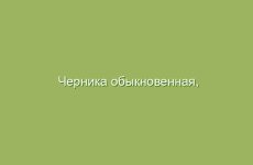 Черника обыкновенная, описание и лечебные свойства черники, применение в народной медицине и лечение