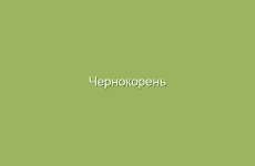 Чернокорень лекарственный, описание и лечебные свойства чернокорня, применение в народной медицине и лечение