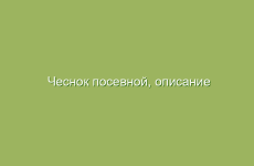 Чеснок посевной, описание и лечебные свойства чеснока, применение в народной медицине и лечение