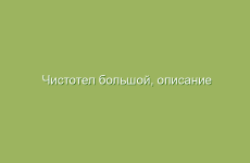 Чистотел большой, описание и лечебные свойства чистотела, применение в народной медицине и лечение