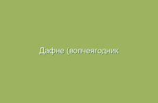 Как применение ромашки помогает от головной боли