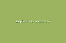 Дербенник иволистый (плакун-трава), описание и свойства дербенника, применение и лечение дербенником