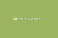 Диоскорея кавказская — леченые свойства и применение в народной медицине