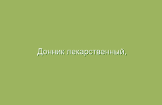 Донник лекарственный, описание и свойства донника, применение и лечение донником