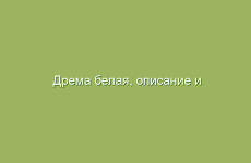 Дрема белая, описание и свойства дремы белой, применение и лечение дремой белой