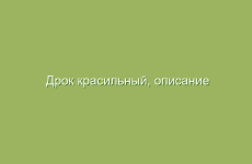 Дрок красильный, описание и свойства дрока красильного, применение и лечение дроком красильным