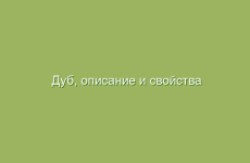 Лечебные свойства облепихи для кожи