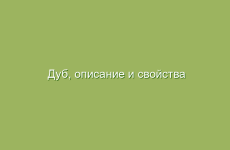 Дуб, описание и свойства дуба, применение и лечение дубом, лечение корой дуба