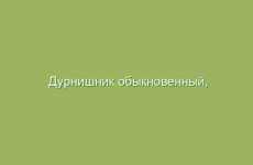 Дурнишник обыкновенный, описание и свойства дурнишника, применение и лечение дурнишником