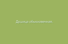 Душица обыкновенная, описание и свойства душицы, применение и лечение душицей