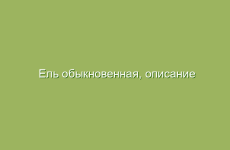 Лечение заболеваний печени с помощью трав