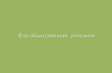 Ель обыкновенная, описание и свойства ели, применение и лечение шишками ели, лечение почками ели