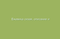 Ежевика сизая, описание и свойства ежевики, применение и лечение ежевикой сизой