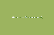 Фенхель обыкновенный, укроп аптечный, описание, лечебные свойства, применение в народной медицине