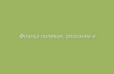 Фиалка полевая, описание и лечебные свойства фиалки полевой, применение в народной медицине и лечение