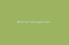 Как улучшить состояние физического тела с помощью рябины