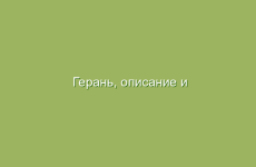 Герань, описание и свойства герани, применение и лечение геранью