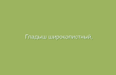 Гладыш широколистный, описание и свойства гладыша, применение и лечение гладышем