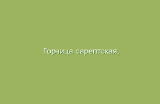 Горчица сарептская, описание и лечебные свойства горчицы сарептской, применение в народной медицине и лечение