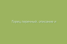 Горец перечный, описание и свойства горца перечного, применение и лечение горцем перечным