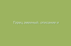 Горец змеиный, описание и свойства горца змеиного, применение и лечение горцем змеиным