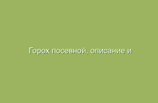 Горох посевной, описание и лечебные свойства гороха, применение в народной медицине и лечение