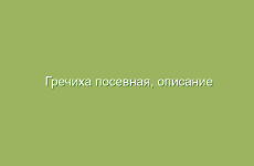 Гречиха посевная, описание и свойства гречихи, применение и лечение гречихой посевной