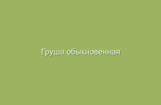 Груша обыкновенная (домашняя), описание и лечебные свойства груши, применение в народной медицине и лечение