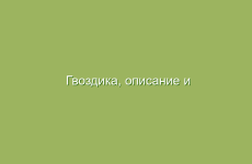 Гвоздика, описание и свойства гвоздики, применение и лечение гвоздикой