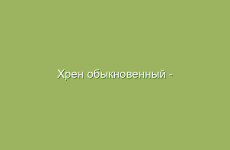 Как использовать плоды калины для укрепления здоровья
