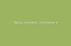 Хвощ полевой, описание и лечебные свойства хвоща полевого, применение в народной медицине и лечение