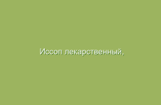 Иссоп лекарственный, описание и лечебные свойства иссопа, применение в народной медицине и лечение