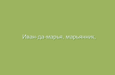 Как отвар из можжевельника помогает улучшить здоровье