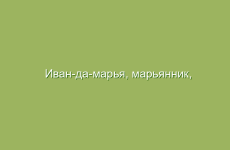 Иван-да-марья, марьянник, описание, лечебные свойства, применение и лечение иван-да-марьей