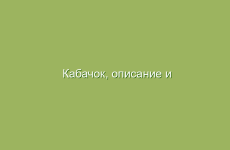 Полезные свойства тыквы и ее использование