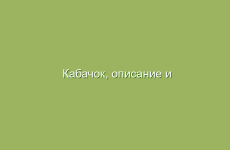 Кабачок, описание и лечебные свойства кабачка, применение в народной медицине и лечение