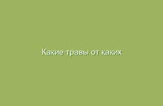 Как настойка из винограда помогает от заболеваний