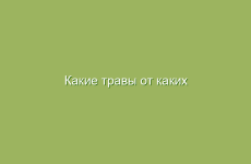 Какие травы от каких болезней?