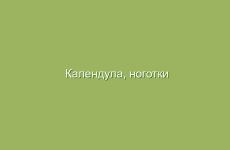 Календула, ноготки лекарственные, описание, лечебные свойства и лечение календулой