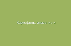 Картофель, описание и лечебные свойства картофеля, применение и лечение картофелем