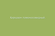 Кирказон ломоносовидный, описание и лечебные свойства кирказона, применение и лечение кирказоном ломоносовидным