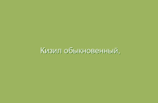 Кизил обыкновенный, описание и лечебные свойства кизила, применение в народной медицине и лечение