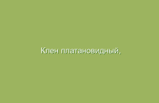 Клен платановидный, описание и лечебные свойства клена платановидного, лечение кленом остролистным