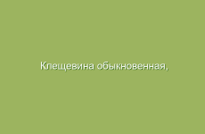 Применение ромашки в народной медицине